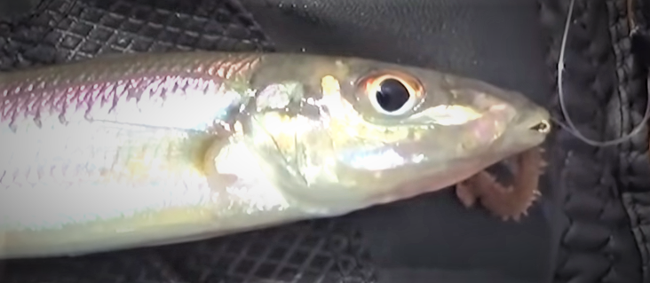 魚とエサのアップ写真