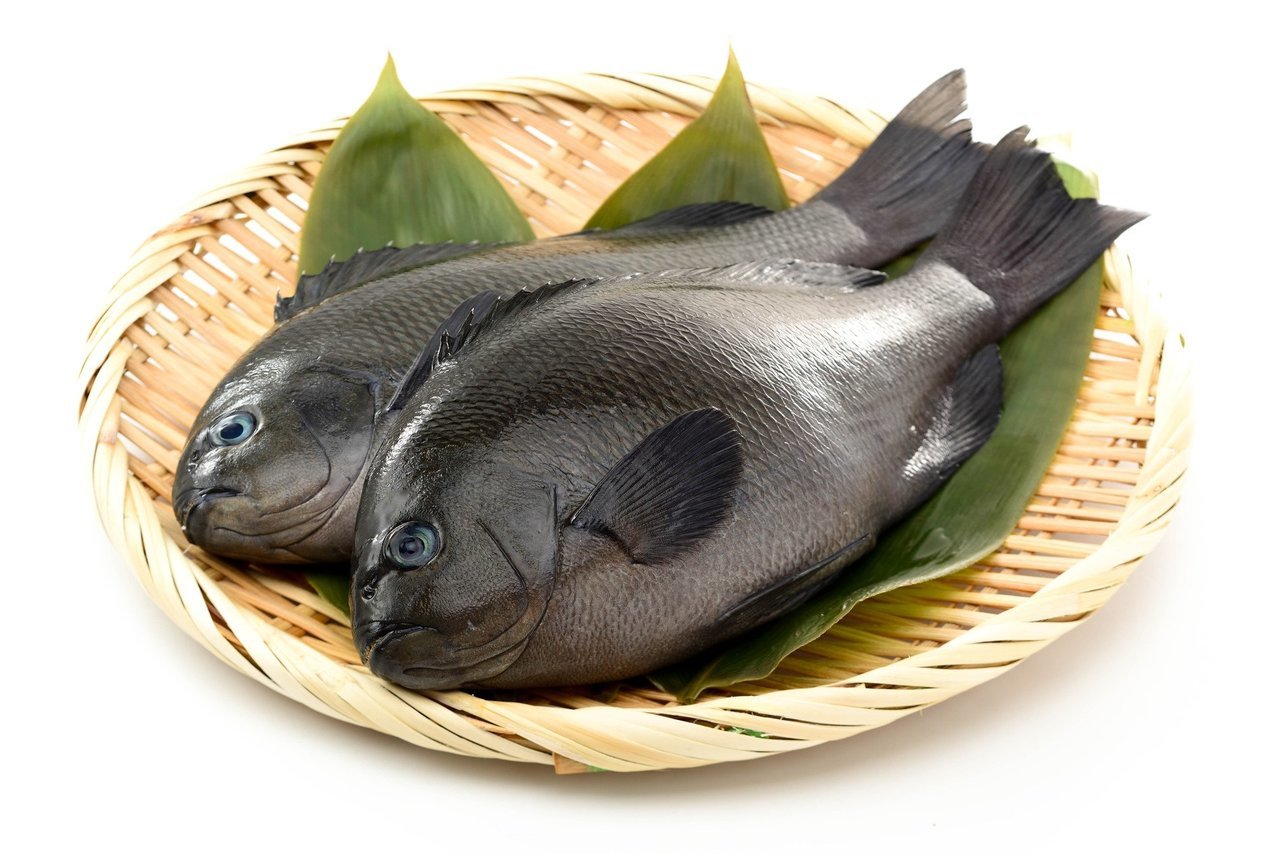 メジナを釣って美味しく食べよう!釣り方やタックル、おすすめレシピを詳しくご紹介!