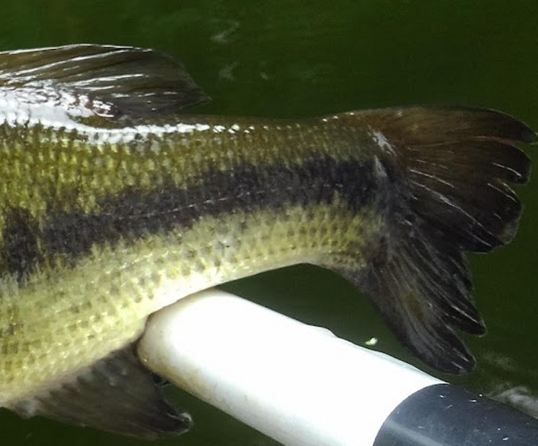 魚のアップ写真