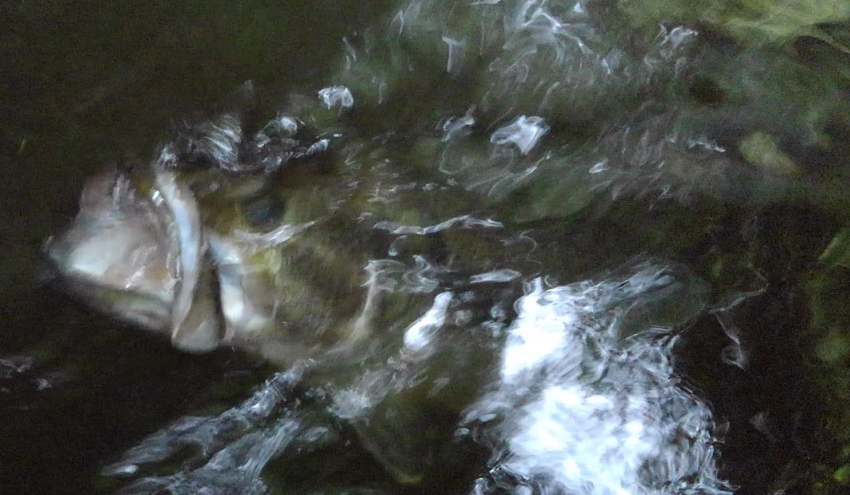 魚のアップ写真