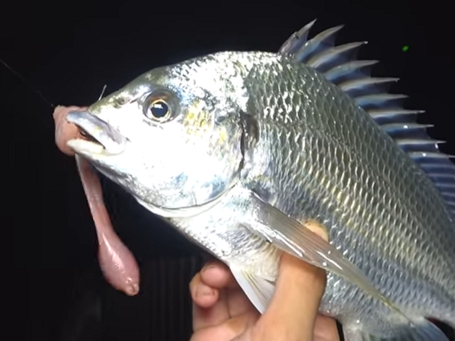 魚とエサのアップ写真