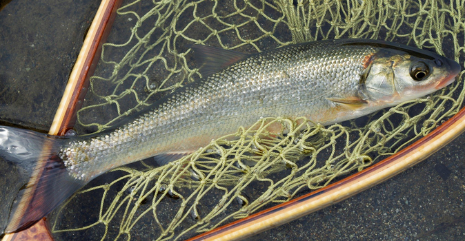 魚のアップ写真