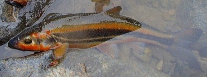 魚のアップ写真