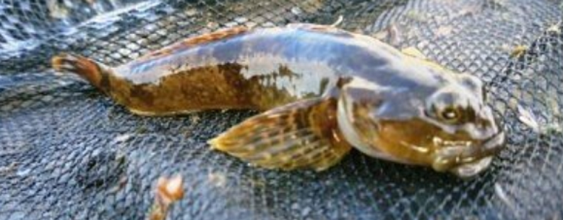 魚のアップ写真