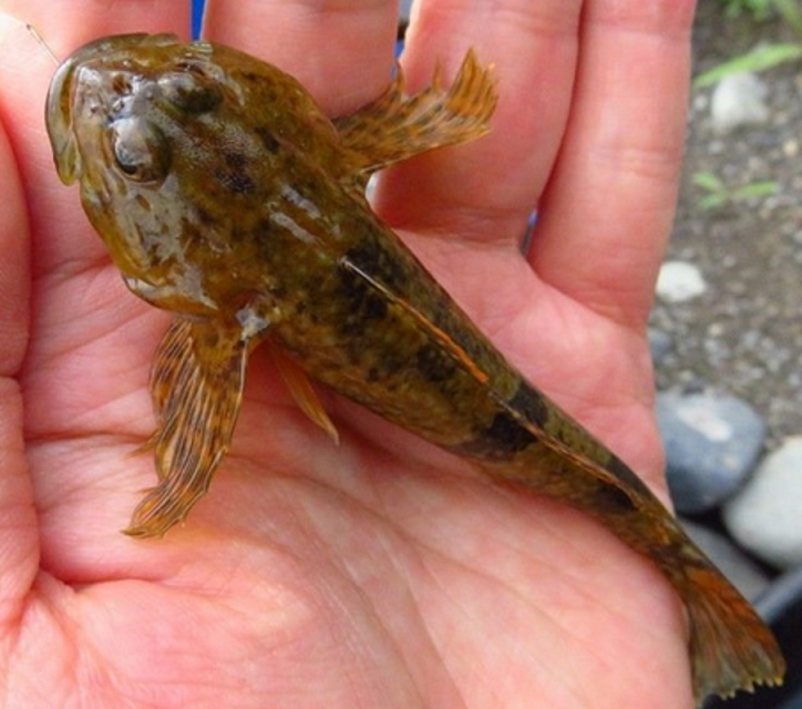 魚のアップ写真