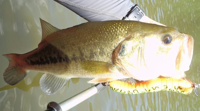 バス釣り 日焼け 対策　バスフィッシング　バス釣り