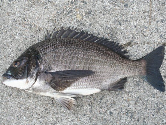 クロダイの写真