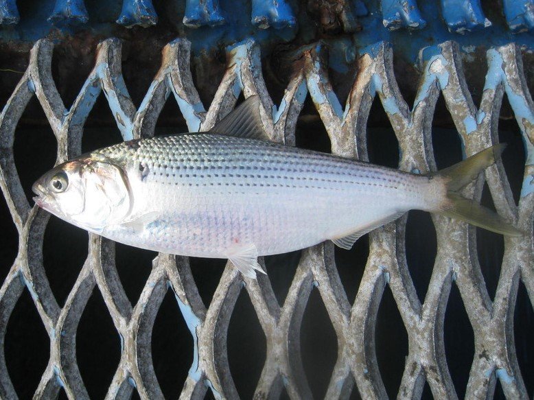 コノシロの写真