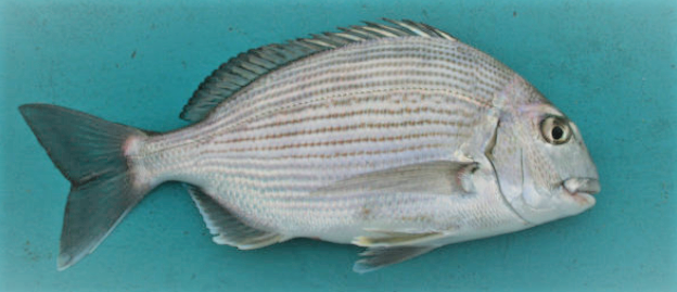 魚のアップ写真