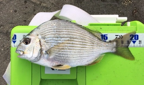 魚のアップ写真