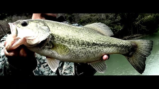 バス　バス釣り　バスフィッシング