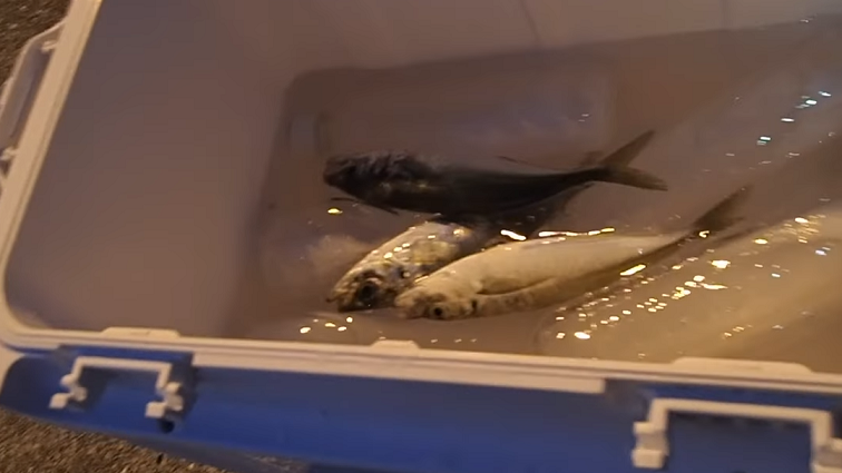 魚のアップ写真