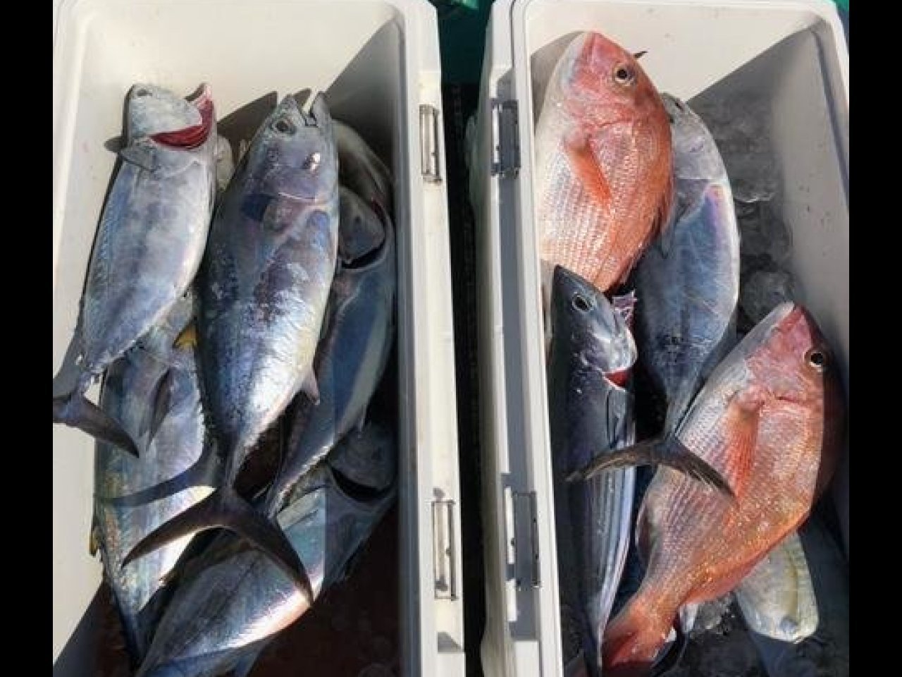 【釣果速報】人気青物をフルコースでGET!特にビンタ(キハダマグロ)のアタリがヤバい!和歌山県のぞみ丸で青物三昧しよう!