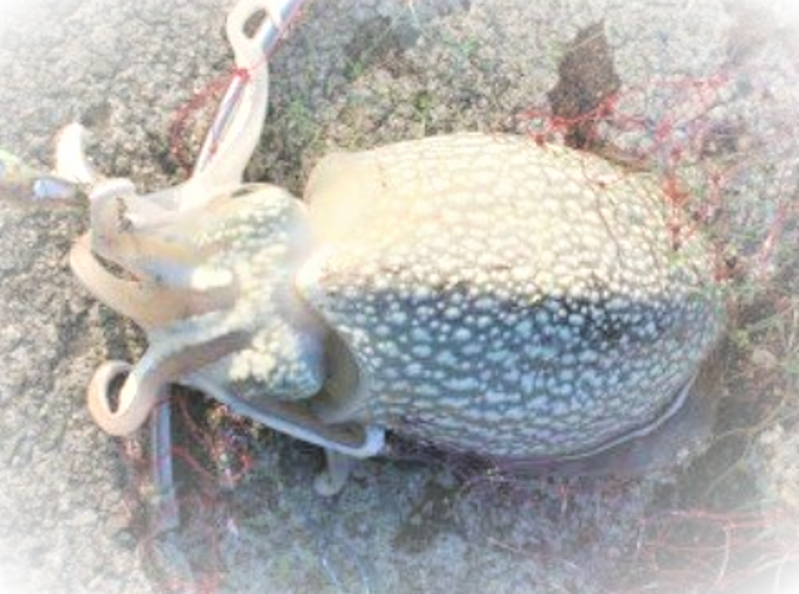 イカとエギのアップ写真