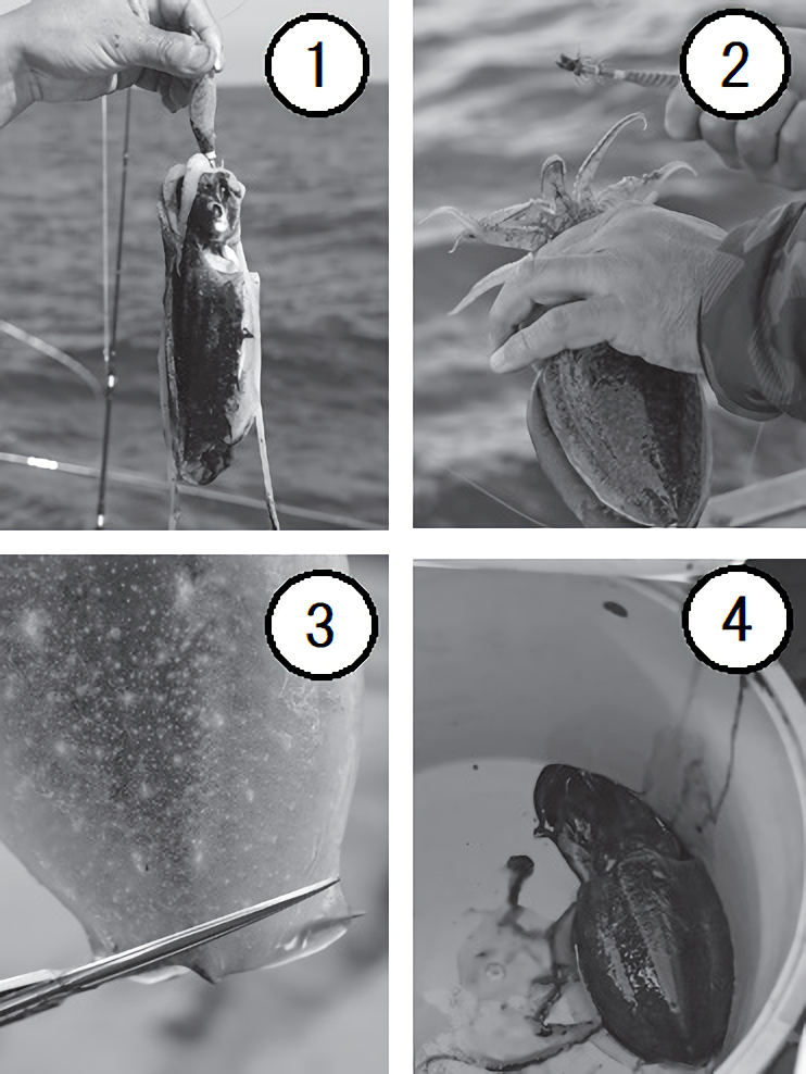 取り込み方の手順