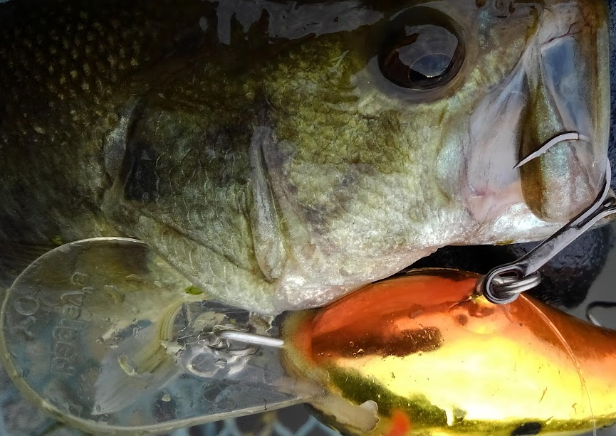 魚とルアーのアップ写真