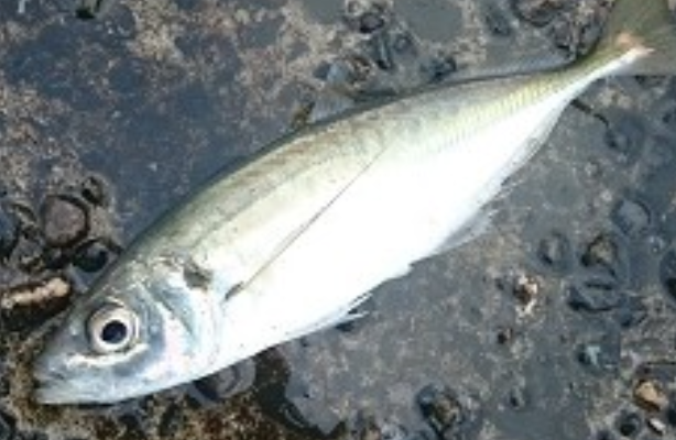 魚のアップ写真