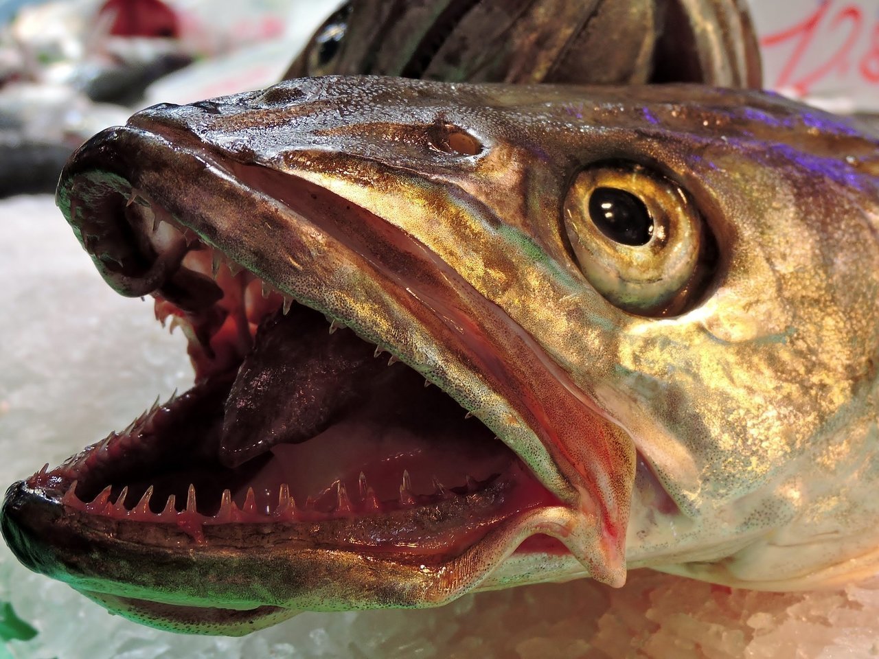 メルルーサの写真