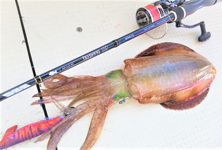 イカとロッドのアップ写真