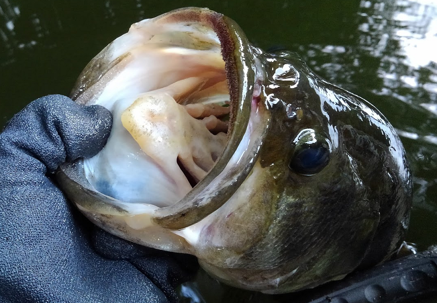 魚のアップ写真