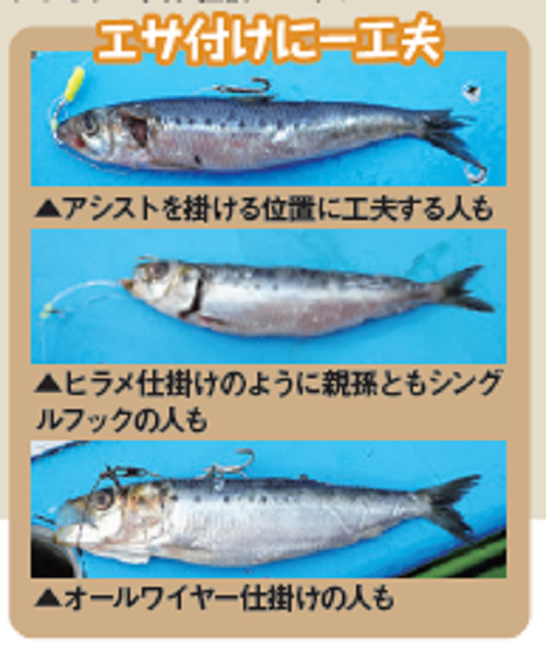 秋の定番になる可能性大！エサ釣りサワラ乗合登場！！（一之瀬丸
