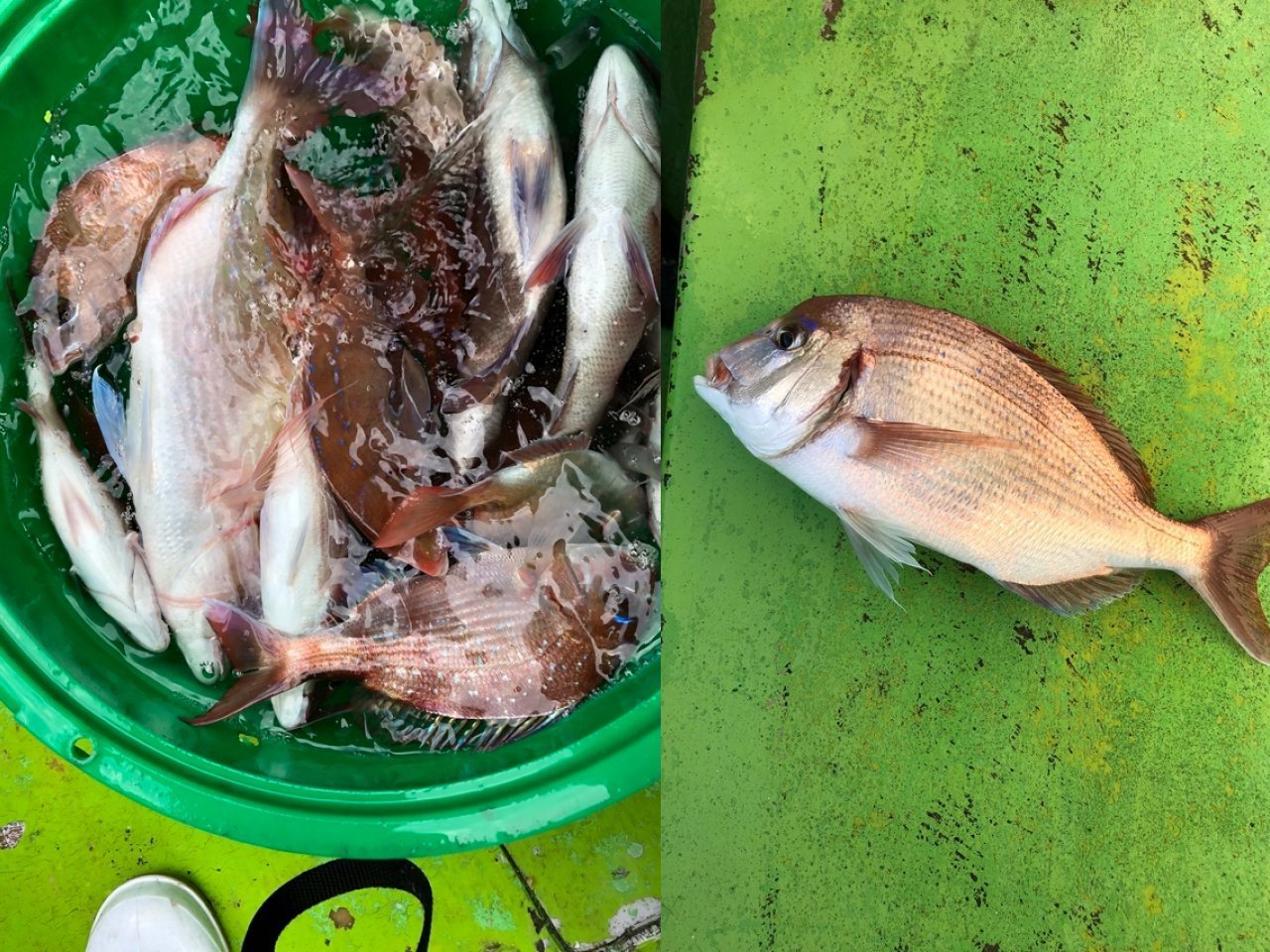 【釣果速報】千葉県第二新亀丸で39cmの大型ハナダイをキャッチ！これからビッグサイズが釣れるシーズンに突入！