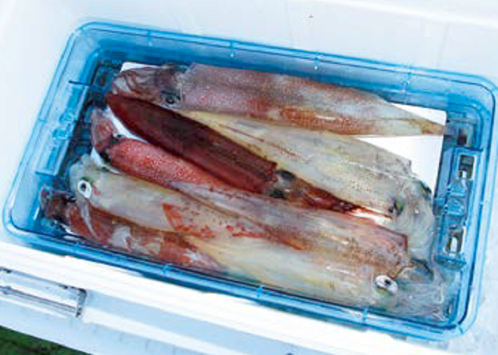 ヤリイカ狙いに！ダイワ、アドバイザー・インターライン”イカ”電動乗調子２８０