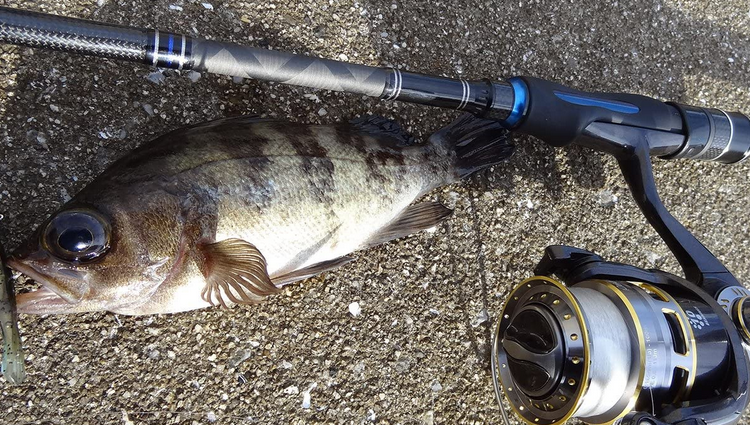 魚とリールのアップ写真