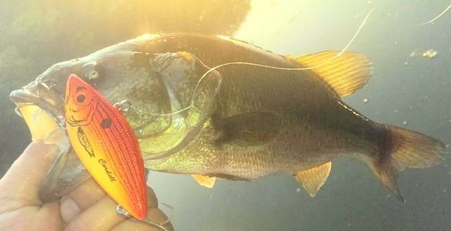 バス　バス釣り　バスフィッシング　釣り