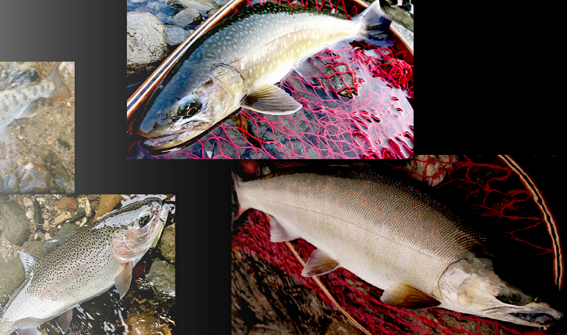 魚のアップ写真