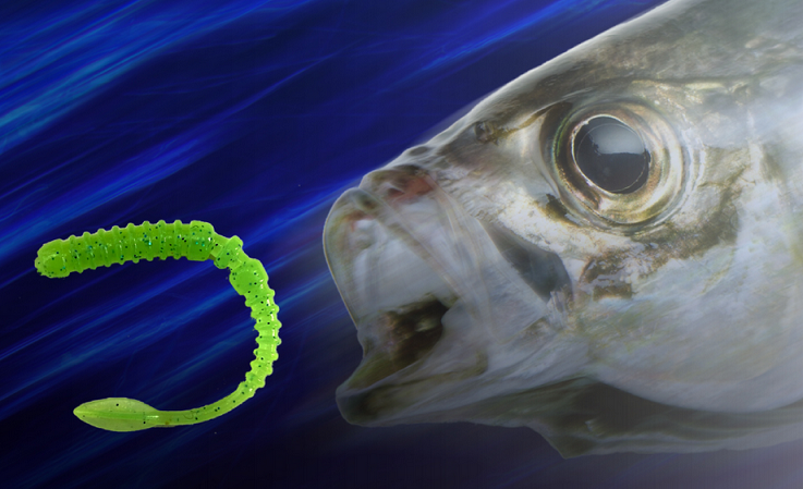 魚とワームのアップ写真