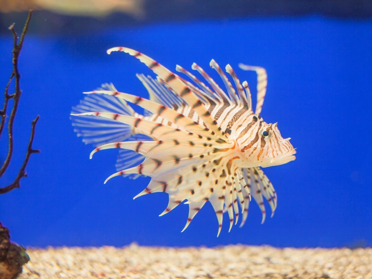 ミノカサゴの写真