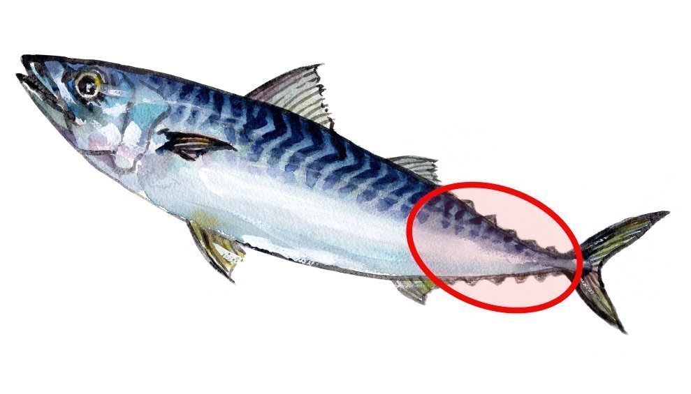 サバの小離鰭