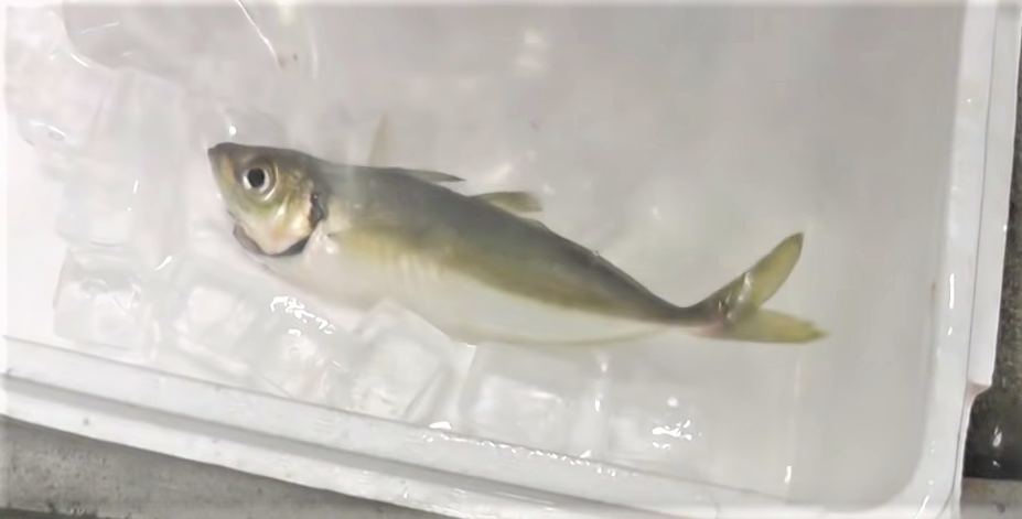 魚のアップ写真