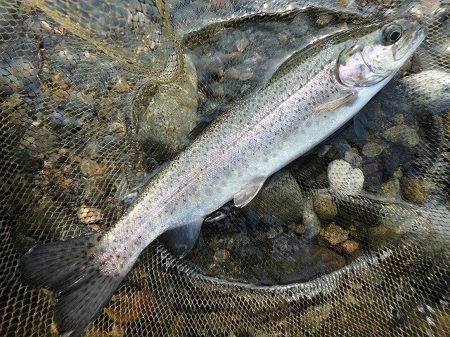 ニジマスの写真