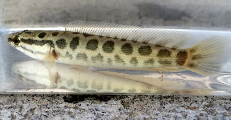 魚のアップ写真