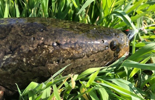 雷魚の稚魚を見つけた 親魚はそばにいるの