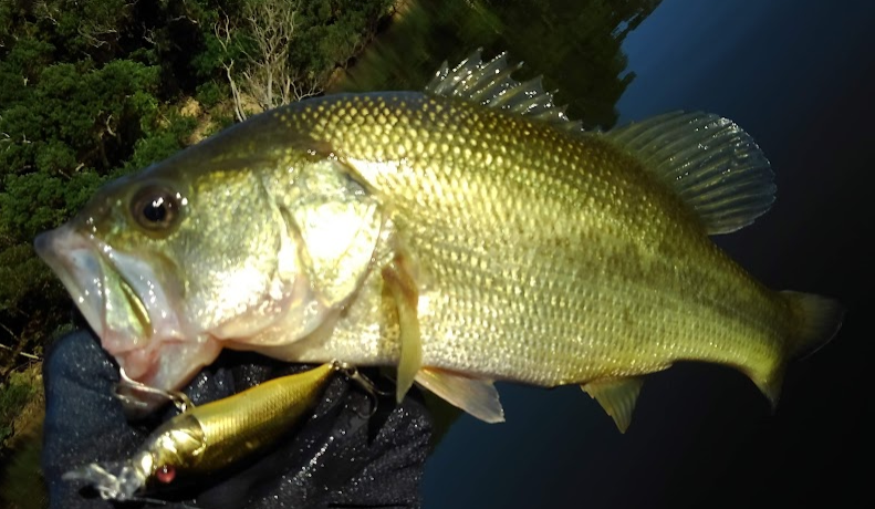 魚とルアーのアップ写真