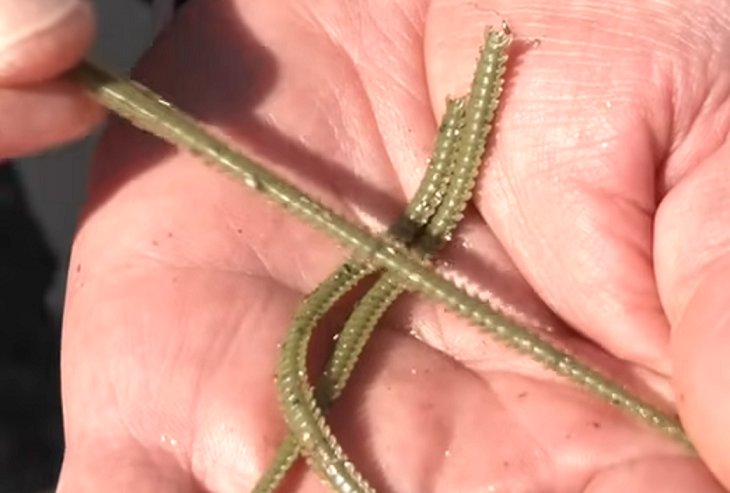 ワームのアップ写真