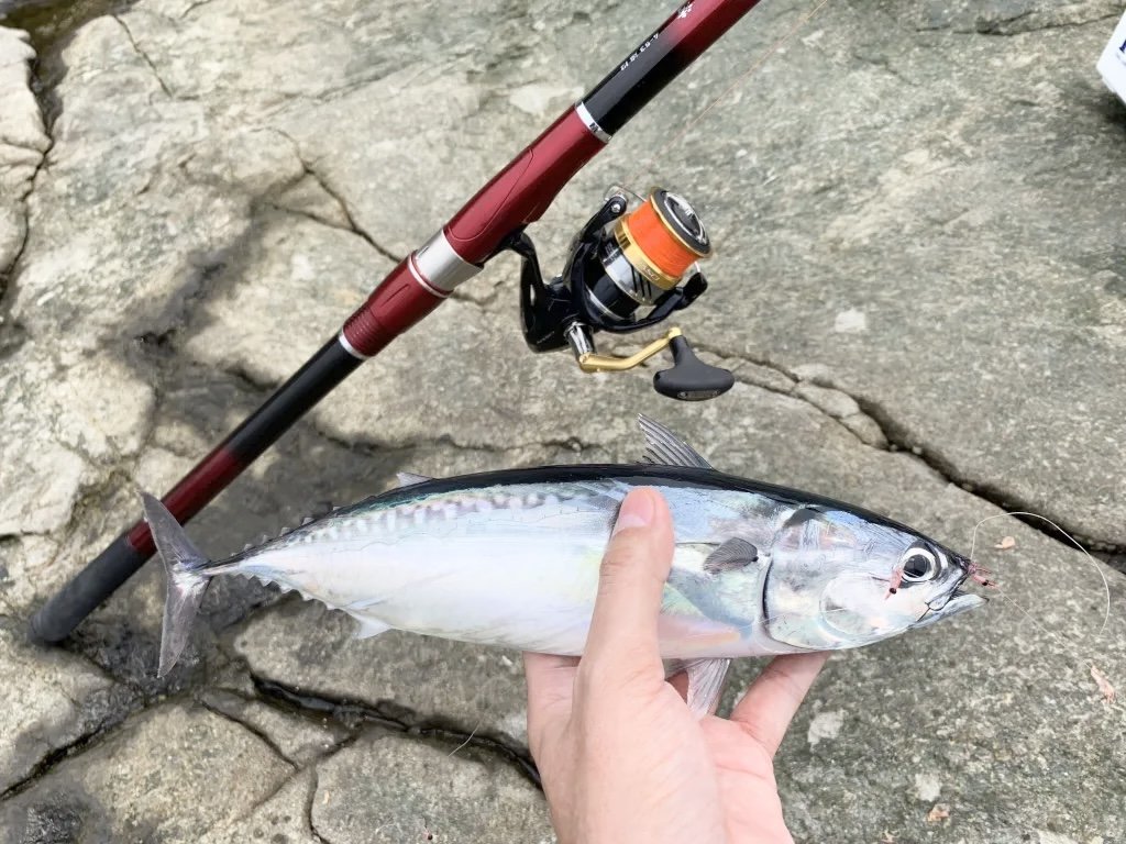 カゴ釣りの基本を徹底解説！狙えるターゲットや必要な仕掛け・タックル