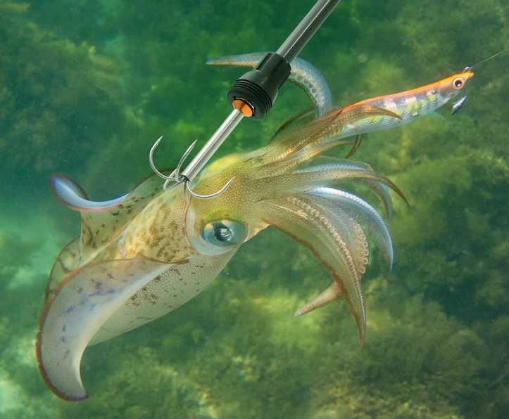 イカとエギのアップ写真