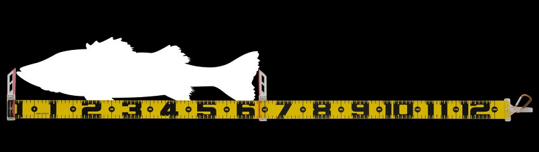 メジャーのアップ写真