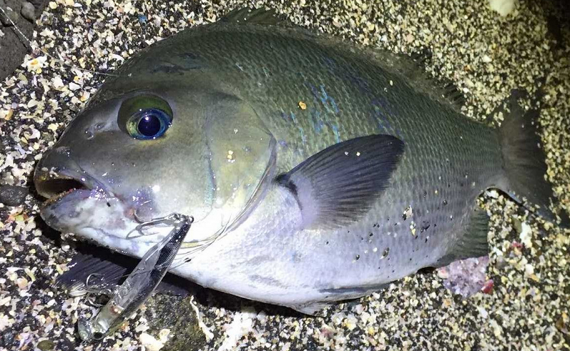 魚のアップ写真