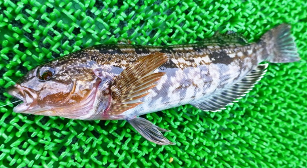 魚のアップ写真