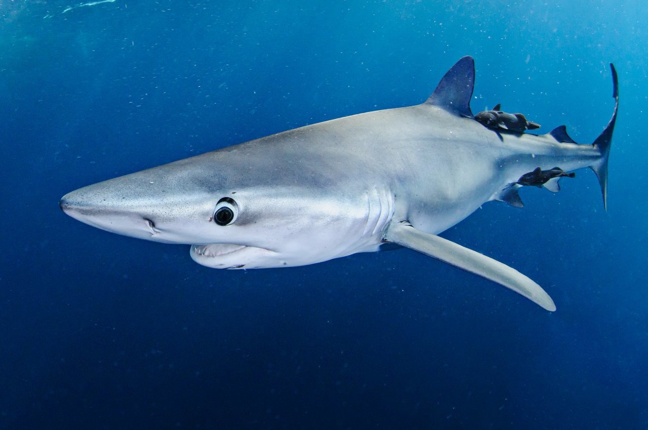 ヨシキリザメの写真