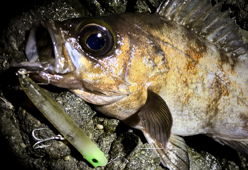 魚とルアーのアップ写真