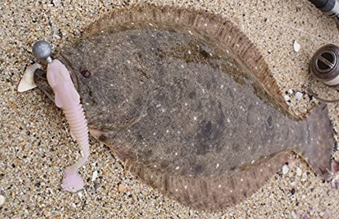 魚とルアーのアップ写真