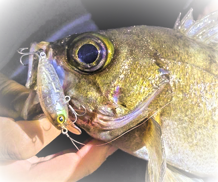 アビーミノー38SFでメバルプラッギングゲームを楽しみたい!【ジャッカル】