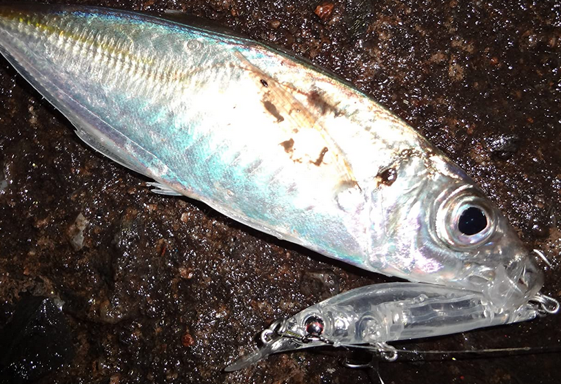 魚とルアーのアップ写真