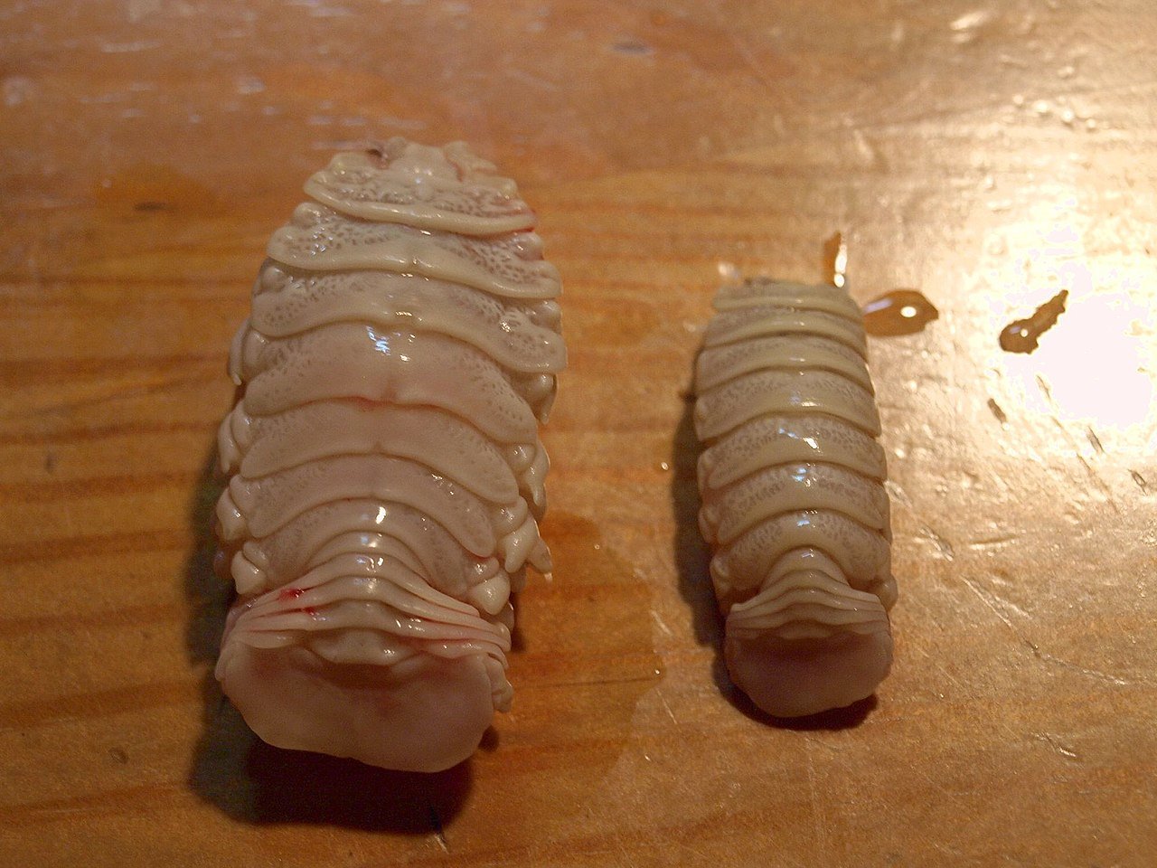 タイノエの写真